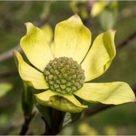 Cornus nuttallii Monarch