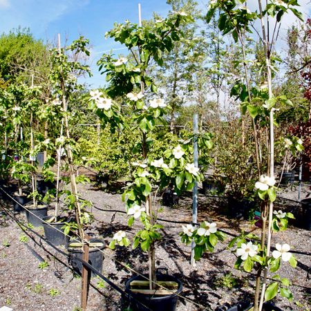 Cornus nuttallii Monarch