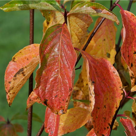 Cornus nuttallii Monarch