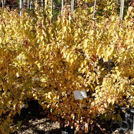 Cornus san. Midwinter Fire - image 2