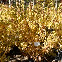Cornus san. Midwinter Fire - image 2