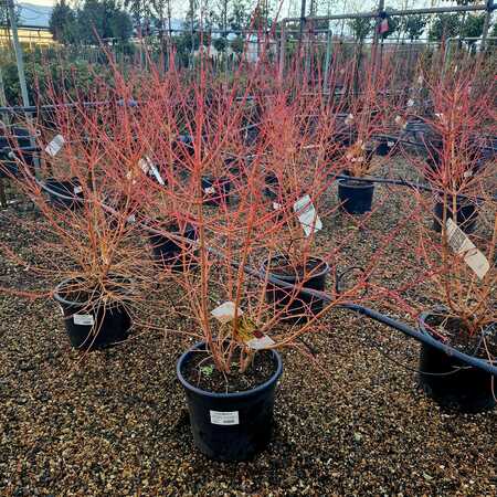 Cornus san. Midwinter Fire - image 1