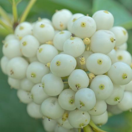 Cornus sericea Flaviramea - image 2