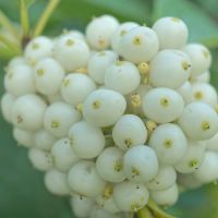 Cornus sericea Flaviramea - image 2