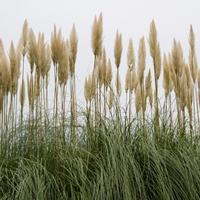 Cortaderia selloana | Tendercare