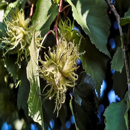 Corylus colurna