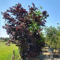 Corylus maxima Purpurea