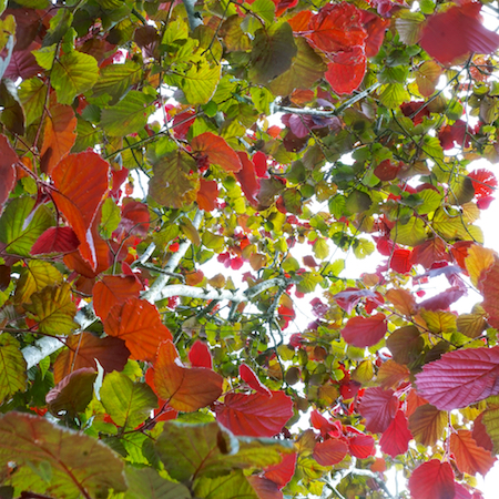 Corylus maxima Purpurea