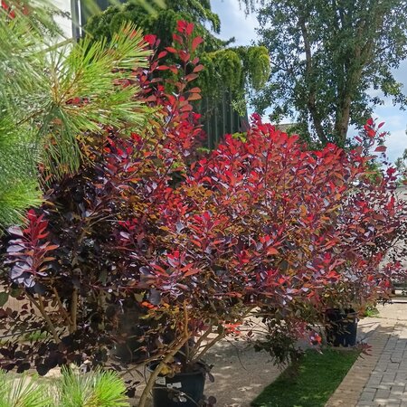 Cotinus cog. Royal Purple - image 1