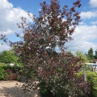 Cotinus coggygria Rubrifolius