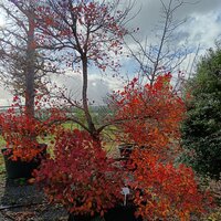 Cotinus coggygria Rubrifolius