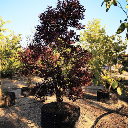 Cotinus coggygria Rubrifolius - image 2