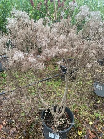 Cotinus coggygria Young Lady (PBR) - image 2