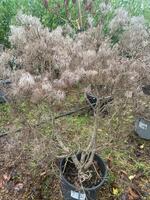 Cotinus coggygria Young Lady (PBR) - image 2