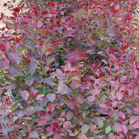 Cotinus Dusky Maiden = Londus - image 2