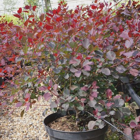 Cotinus Dusky Maiden = Londus - image 1