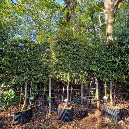 Cotoneaster Cornubia - image 2