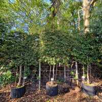 Cotoneaster Cornubia - image 2