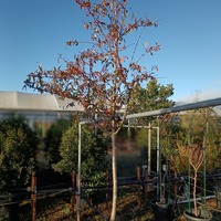 Cotoneaster Cornubia