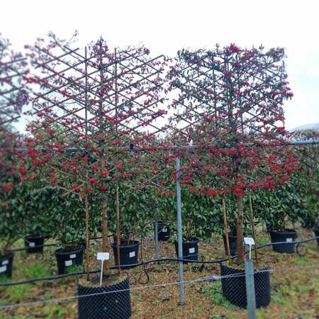 Cotoneaster Cornubia - image 1