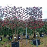 Cotoneaster Cornubia