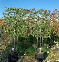 Cotoneaster Cornubia - image 2