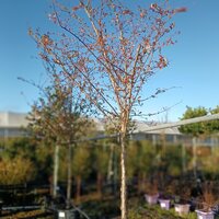 Cotoneaster Cornubia