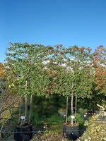 Cotoneaster Cornubia