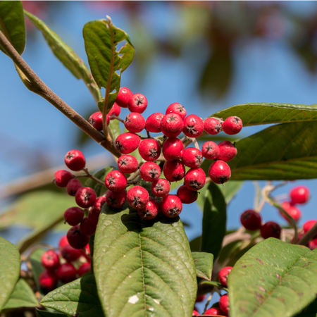 Cotoneaster Cornubia  Order online @ Tendercare