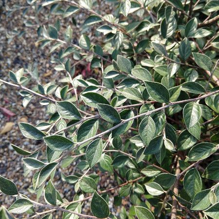 Cotoneaster franchetii