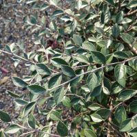 Cotoneaster franchetii