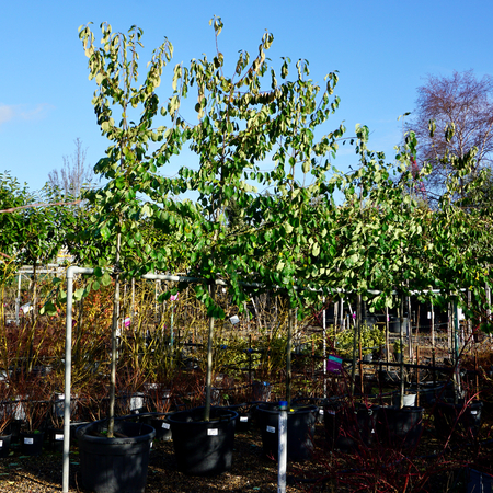 Cotoneaster ignotus