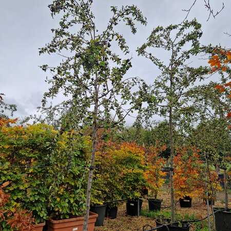 Cotoneaster ignotus - image 1