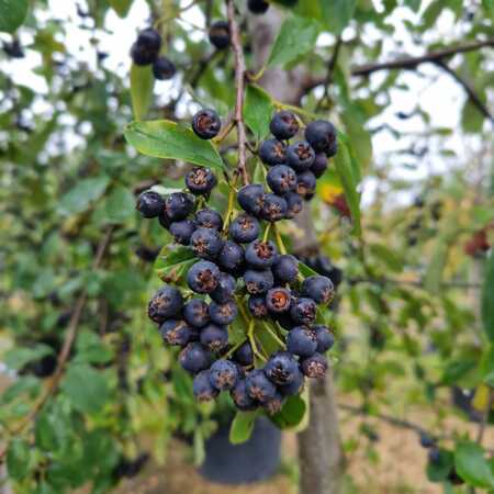 Cotoneaster ignotus - image 2