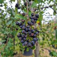 Cotoneaster ignotus - image 2