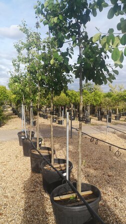 Cotoneaster ignotus - image 1