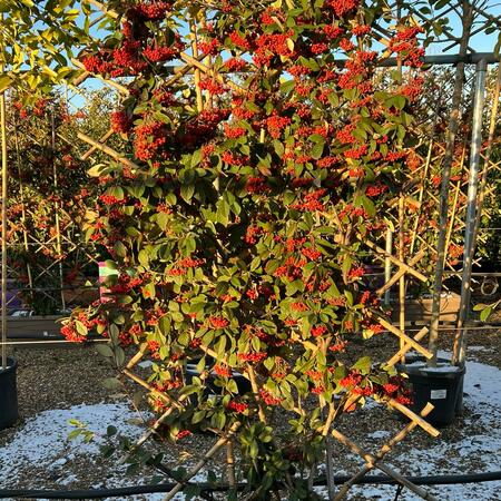 Cotoneaster lacteus