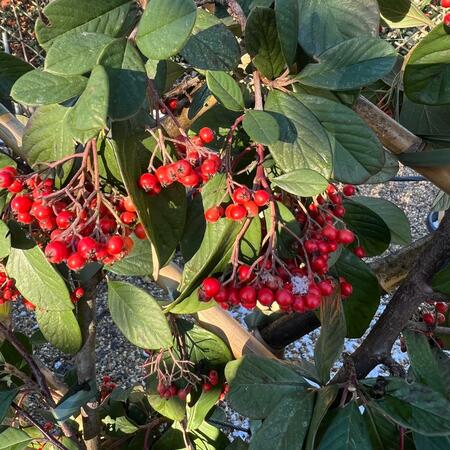 Cotoneaster lacteus - image 2