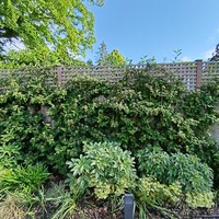 Cotoneaster lacteus - image 3