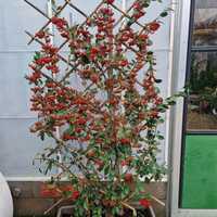 Cotoneaster lacteus - image 1