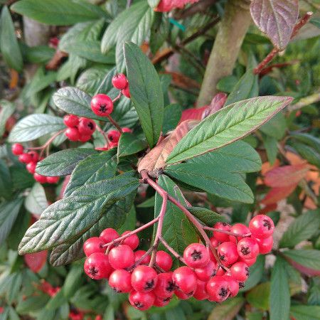 Cotoneaster sal. Willeke