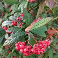 Cotoneaster sal. Willeke