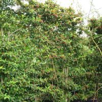 Cotoneaster sal. Willeke - image 1