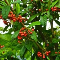 Cotoneaster sal. Willeke - image 1