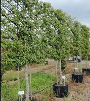 Cotoneaster sal. Willeke - image 2