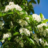 Crataegus per. Prunifolia Splendens