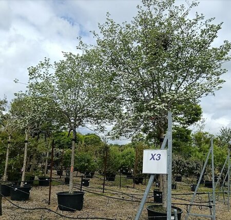 Crataegus per. Prunifolia Splendens - image 1