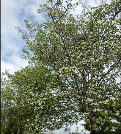 Crataegus per. Prunifolia Splendens - image 2