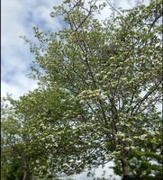 Crataegus per. Prunifolia Splendens - image 2