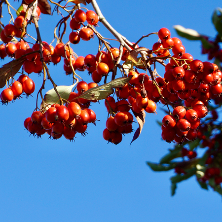 Crataegus x lavallei - image 3